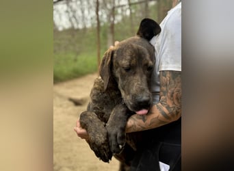 Brenda LM – freundliche Doggen-Boxer-Mix-Hündin sucht liebevolles Zuhause