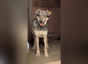 Nadja - fröhliche, aktive, liebe Schäferhund Mix Hündin / z.Zt. noch in Rumänien