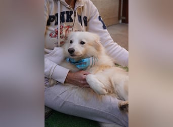 Diego-SR, sucht Familie zum Spielen und Spazieren