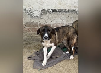 AMELIE, Hündin, 1 Jahr, 54 cm, Mischling, Tierschutz