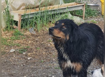 Kira – sozial, verschmust, wunderschön