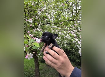 Chihuahua Welpen mit Ahnentafel