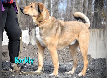 Barkly geb. 06/2022 - ausgeglichener, kluger und lernwilliger Jungrüde!