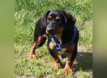Amy - kleines kuschliges Körbchen gesucht