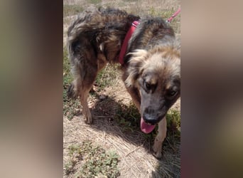 MAX - Traumhund sucht Traumzuhause
