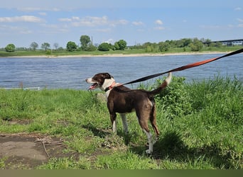 Cayo, 5 Jahre, sucht kompetentes Zuhause
