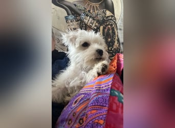 Weiße Zwergschnauzer Welpen nicht haarend reinrassig