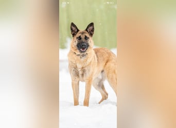Schäferhund Mischling Kewin sucht ein liebevolles Zuhause