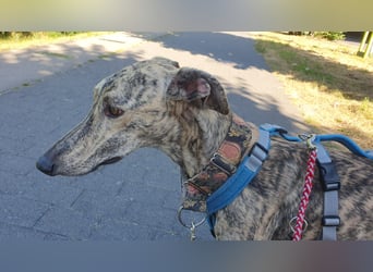 Toni, sucht ein liebevolles Zuhause