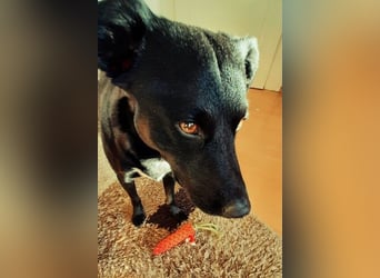 Charly - Großes Herz sucht Familie für ein dauerhaftes Happy End! (78166 Donaueschingen)