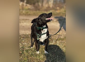 Bella / Lilly kleiner Mischling Hündin Junghund sucht Zuhause für immer