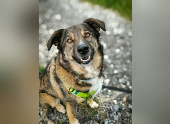 Speedy sucht ein neues Zuhause