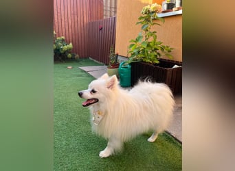 Merlin SR – Fröhlicher Spitz-Rüde sucht neues Zuhause