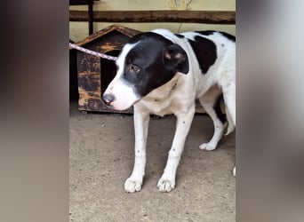 Hündin Nala stellt sich vor