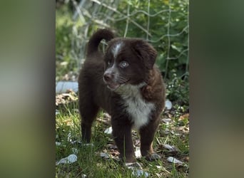 Tolle Australian Shepherd Welpen suchen Ihre Herzenfank