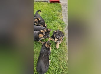 Schäferhund Welpen