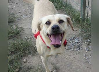 Asya - fröhliche, verspielte, dreibeinige Labrador Retriever-Mix Hündin / zur Zeit noch in Rumänien