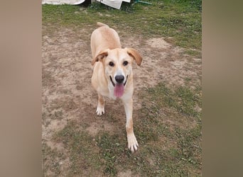 Brooklyn - riesiges Herz sucht riesige Couch