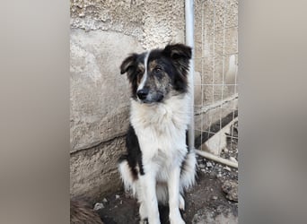 Border Collie Mischling „Oskar“, ca. 07.2024 geboren, sucht Zuhause, gut verträglich