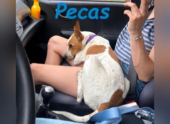 NOTFALL!! PECAS RENNT DIE ZEIT DAVON!! geb. 05/2022 (in Deutschland)