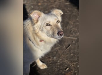Sady sucht ihr neues Zuhause