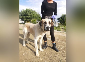 Pancho, ein zarter großer Rüde