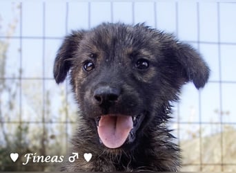 Fiona und Fineas suchen ab Anfang August ein Zuhause