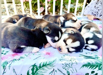 FCI Pedigree Blue Eyed Black & White Siberian Husky Champion Puppy