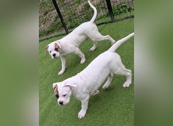 American Bulldog Welpen