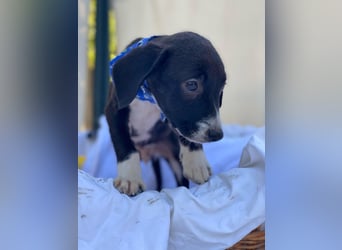 Artur LM - Zuhause gesucht – Neun kleine Hundekinder auf großer Mission