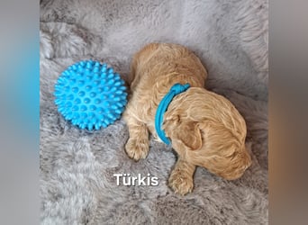 Maltipoo Welpen