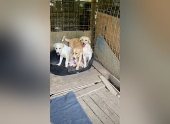 Neville - DRINGEND Zuhause oder Pflegestelle gesucht - angehender Zauberlehrling