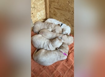 Golden Retriever Welpen