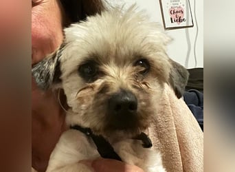 Paula - freundliche, aktive, katzenverträgliche Malteser Mix Hündin / Pflegestelle in Brakel