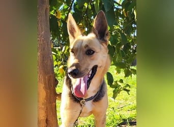 Perla, eine wunderbare Hündin
