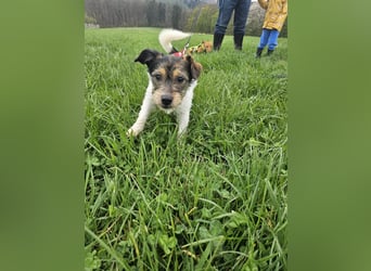 Ivy, eine freundliche aufgeweckte Hündin