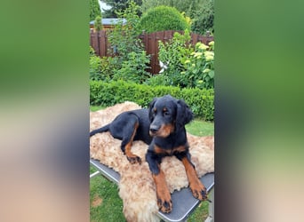 Gordon Setter Mädchen Sheila und Scarlett suchen nette Kuschelpartner