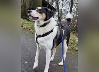 Valentino, verliert unverschuldet sein Zuhause