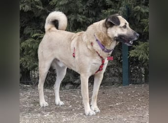 Romeo - freundlicher, anhänglicher Kangal Mix Rüde / z.Zt. noch in Rumänien