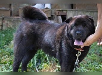 Moet freundlicher ,gemütlicher Chow-chow-Mix,ca 10 Jahre ,25 kg, sucht ein warmes Körbchen