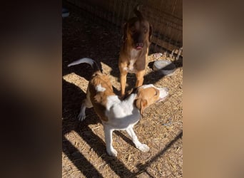 Herzensbrecher und Sunnyboy „Sammy“ - sucht seine Familie