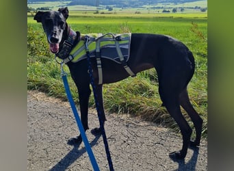 ❤️GRETEL❤️, Galgo Espanol