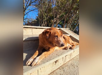 Ginger - Charmante Hundedame sucht ein Zuhause!