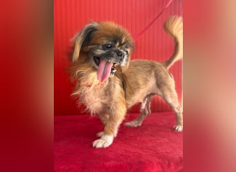 Fritzi, Pekinese, Rüde, geb. am 10.05.2014, 26 cm,   -Notfall-