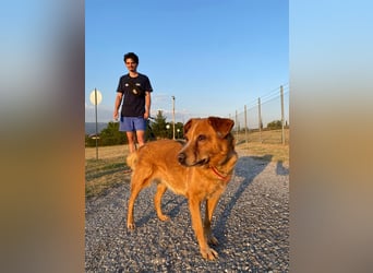 Ginger - Charmante Hundedame sucht ein Zuhause!