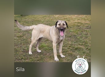 Sila: Große Hündin mit großem Herzen