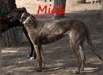 Mia6 10/2017 (ESP) - super liebe, zutrauliche und verschmuste Galga!