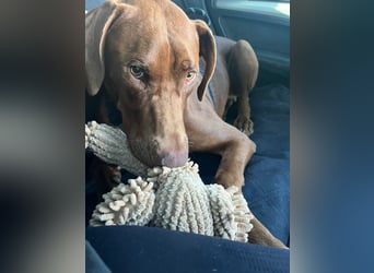 Pepito junger Doberman