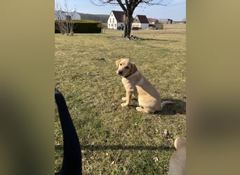 Labrador Welpen