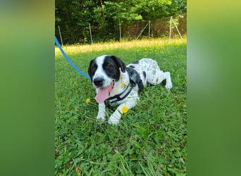 lieber Pointer Mischling Merlin sucht ein Zuhause oder Pflegestelle